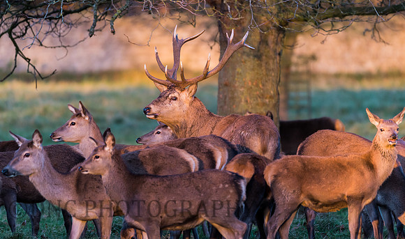 Studley Royal deer