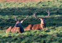 Stags at rest