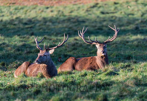 Stags at rest