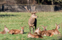 Red Deer Stag & his Hinds