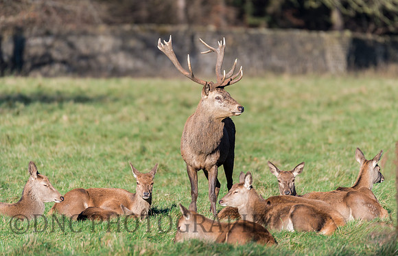 Red Deer Stag & his Hinds