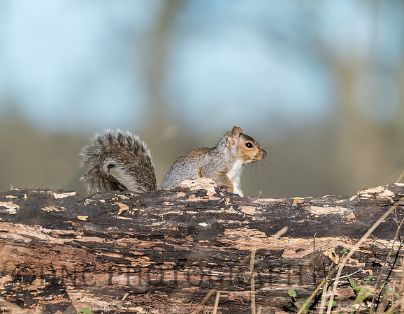 Grey Squirrel