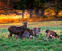 Sika deer stag
