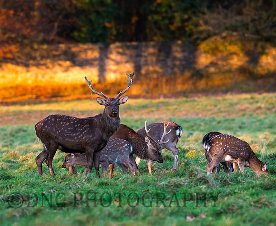 Sika deer stag