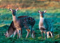 Sika Deer Hinds
