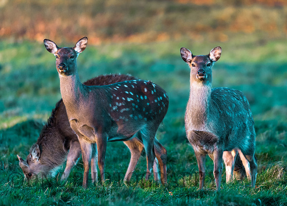 Sika Deer Hinds