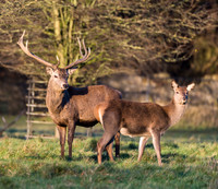 Red Deer Stag & Hind