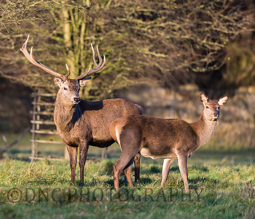 Red Deer Stag & Hind