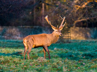 Red Deer Stag