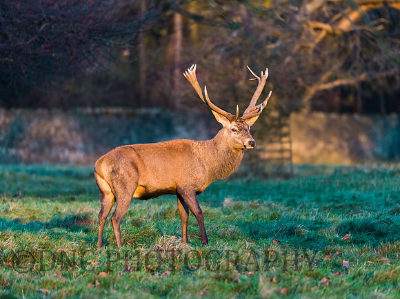 Red Deer Stag