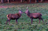 Young Stags