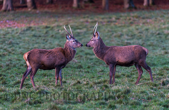 Young Stags