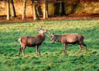 Young Stags at play