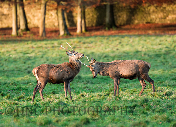 Young Stags at play