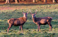 Young Stag pair