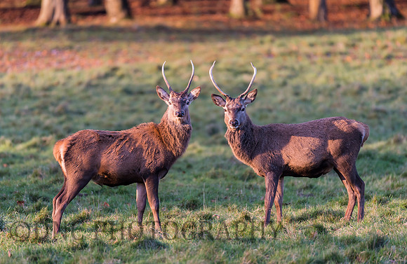 Young Stag pair
