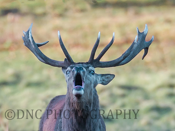 Red Deer Stag