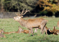 Red Deer Stag