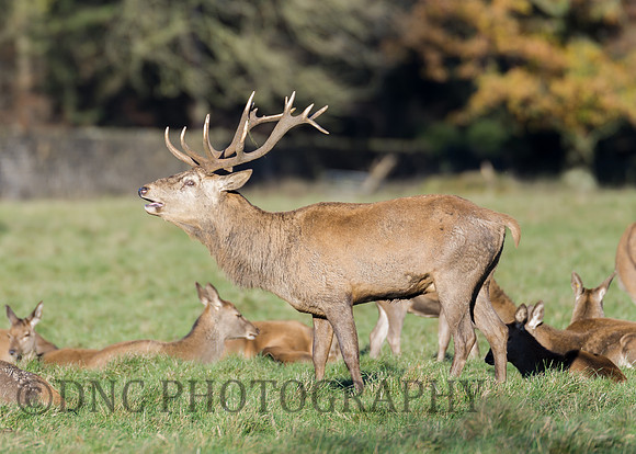 Red Deer Stag