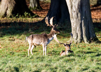 Fallow Deer Stags