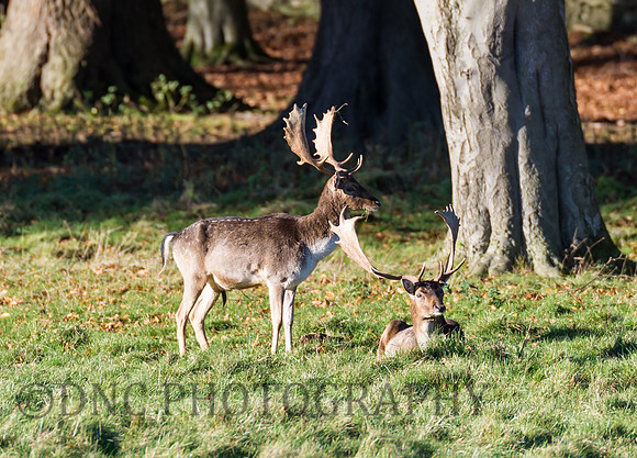 Fallow Deer Stags