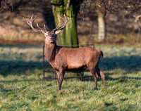 Red Deer Stag.