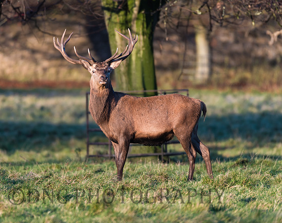 Red Deer Stag.