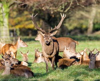 Red deer stag and hinds