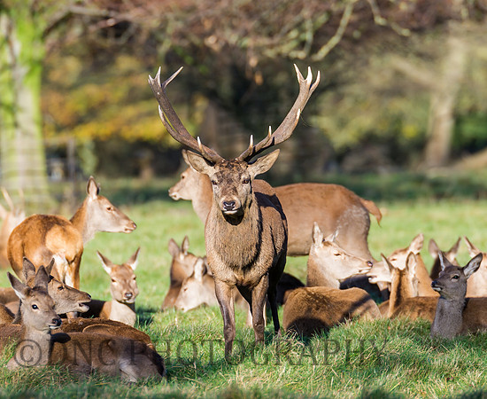 Red deer stag and hinds
