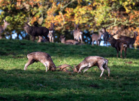 Fallow deer rut