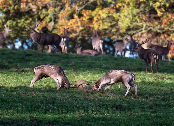 Fallow deer rut