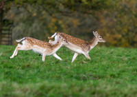 Fallow deer