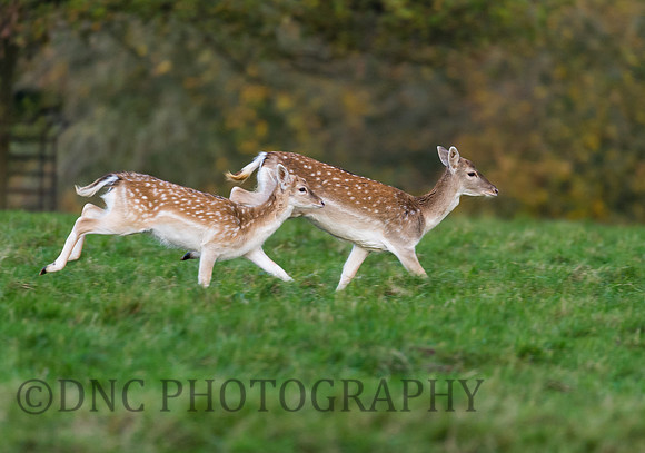 Fallow deer
