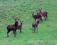Red Deer stag and hinds