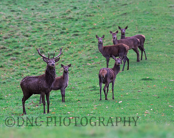 Red Deer stag and hinds