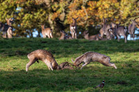 Fallow deer rut.