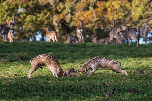 Fallow deer rut.