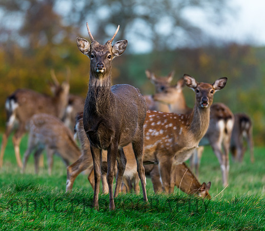 Sika Deer