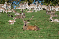 Red Deer Stag relaxing