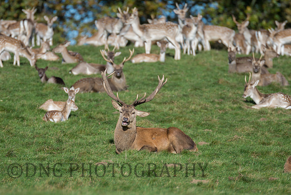 Red Deer Stag relaxing