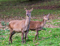 Red deer hinds