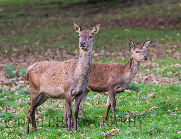 Red deer hinds