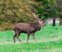 Sika deer stag
