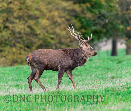 Sika deer stag