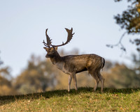 Fallow deer stag
