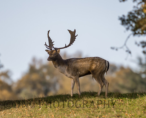 Fallow deer stag