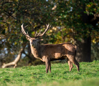 Red Deer Stag
