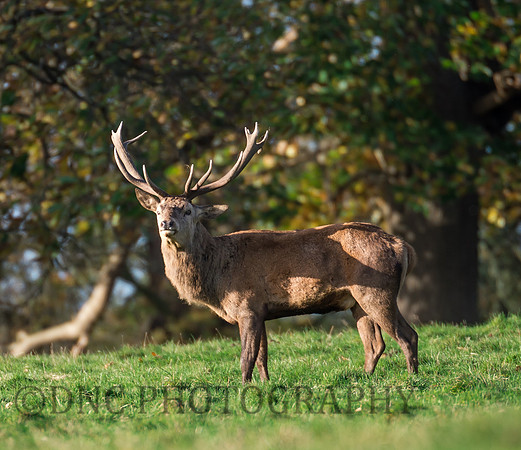 Red Deer Stag