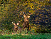 Sika deer stags