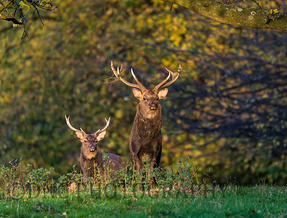 Sika deer stags